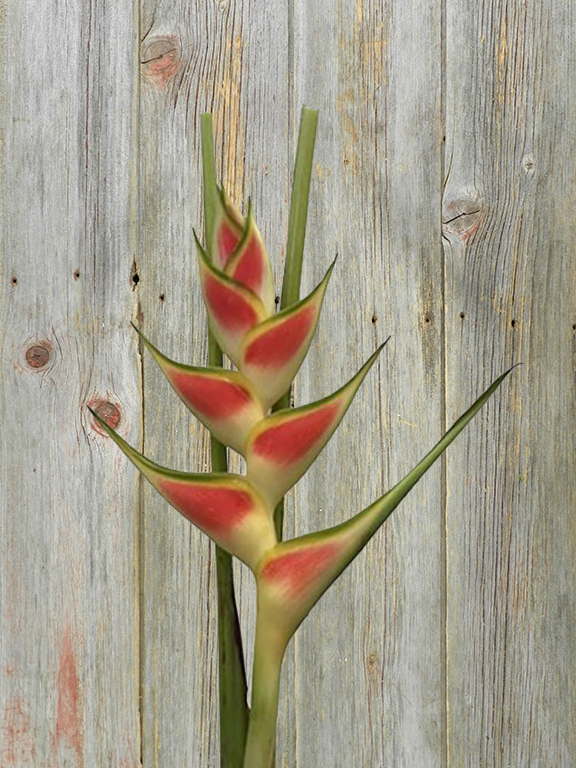 WAGNERIANA  BICOLOR YELLOW/RED HELICONIA